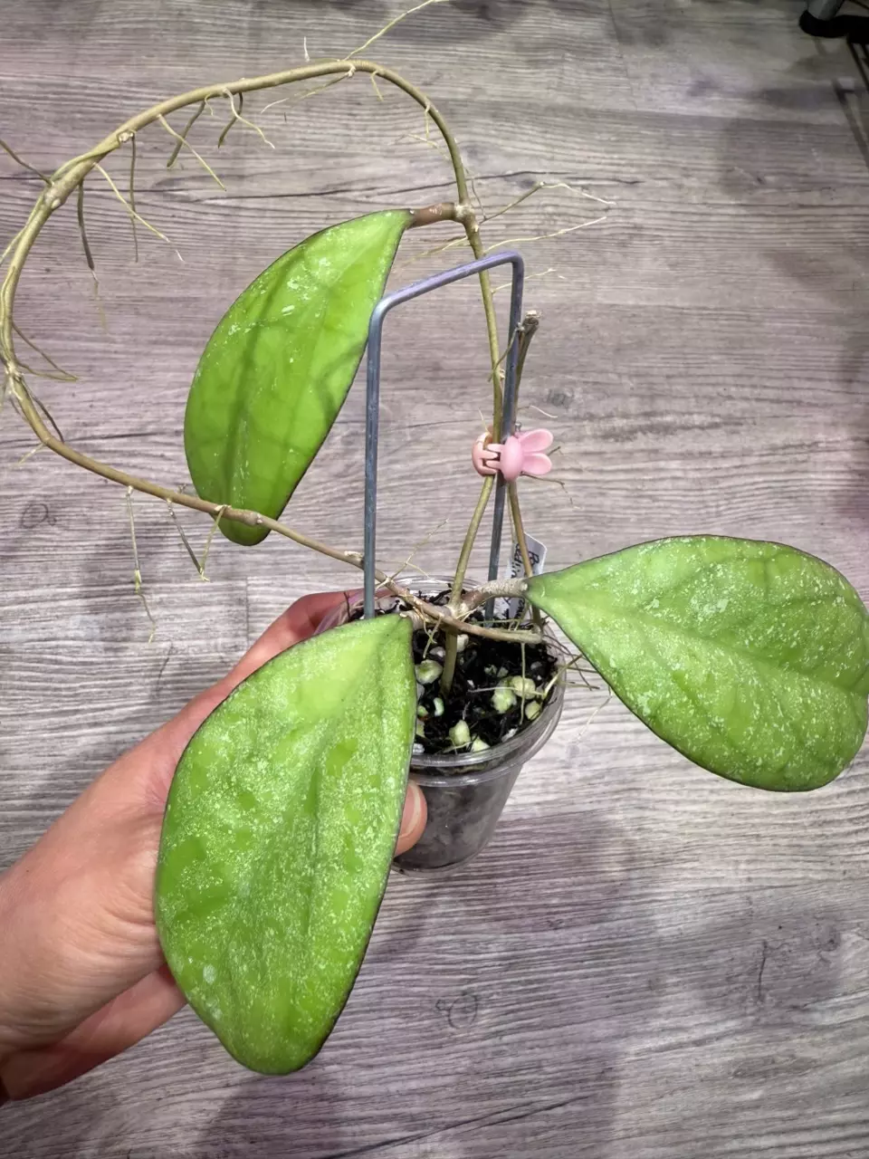 plant/Hoya Patcharawalai seedling by ice-0