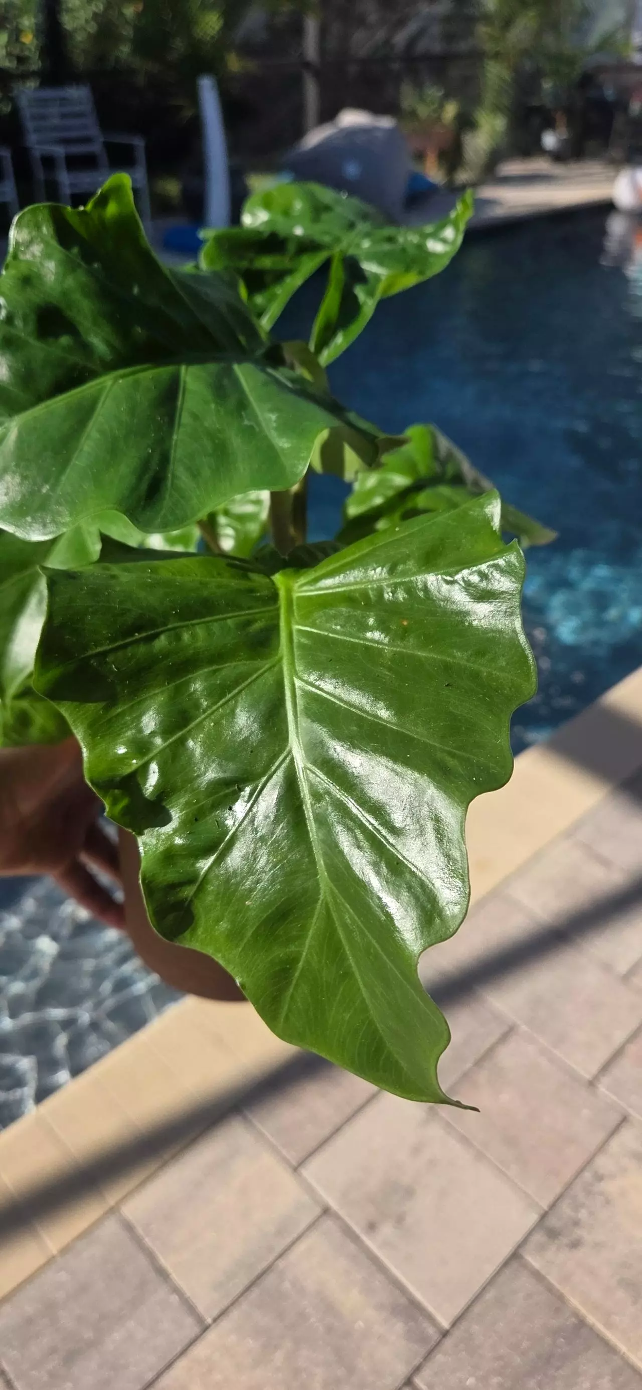 plant/Alocasia "low rider"-0