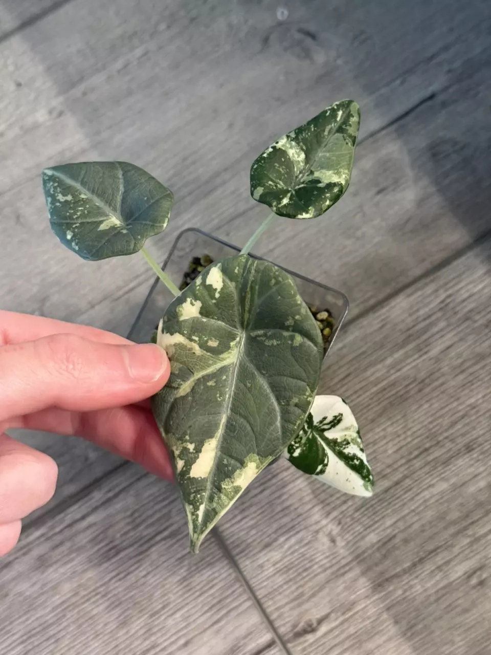 plant/Alocasia Maharani Albo Corm-2