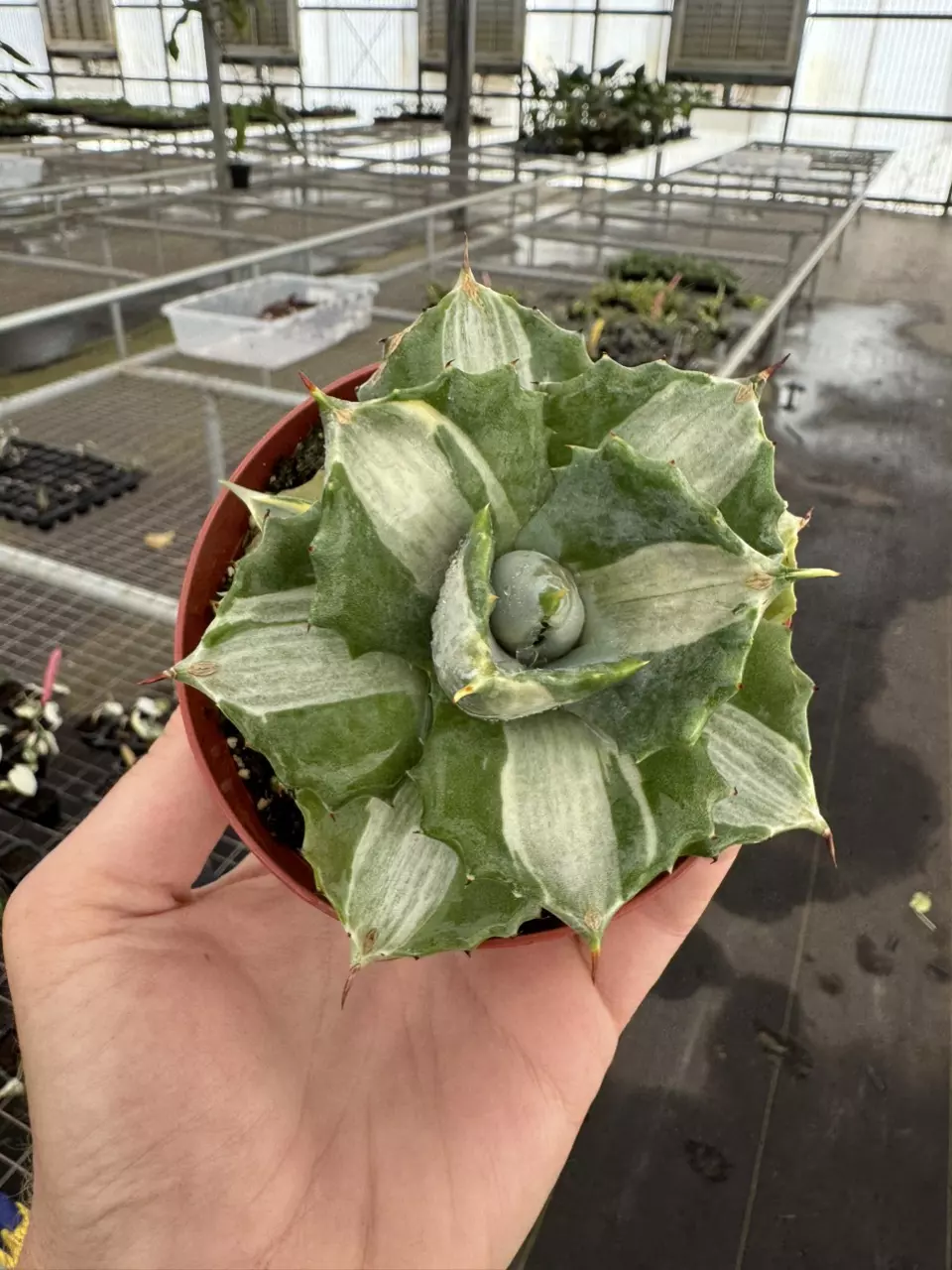 plant/Variegated agave 4” pot growers choice-1