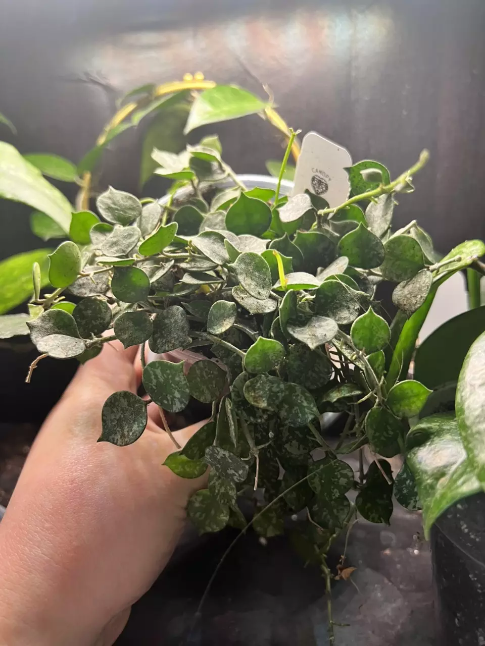 plant/Hoya Curtsii-0