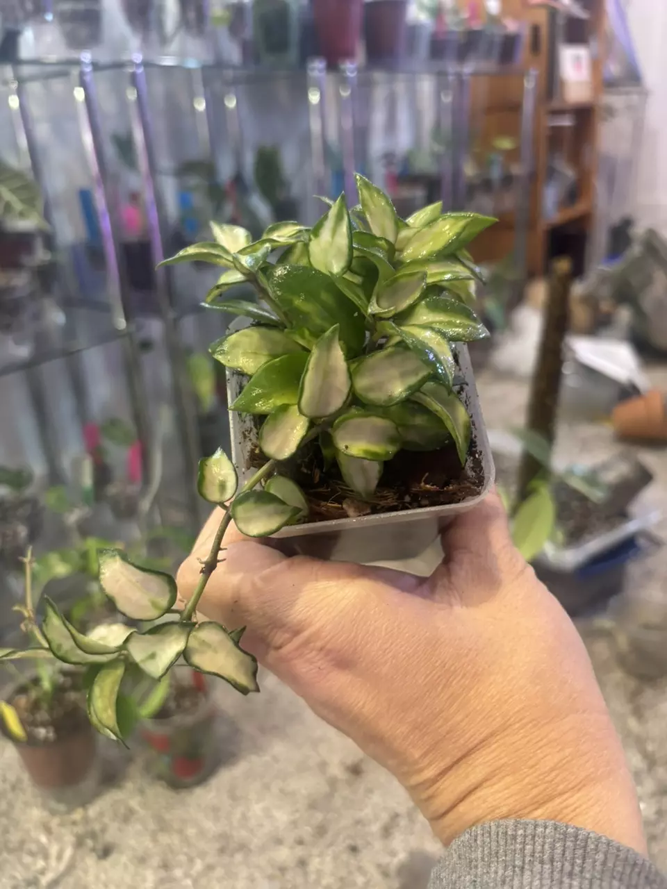 plant/Hoya lacunosa tri color Bruno-0