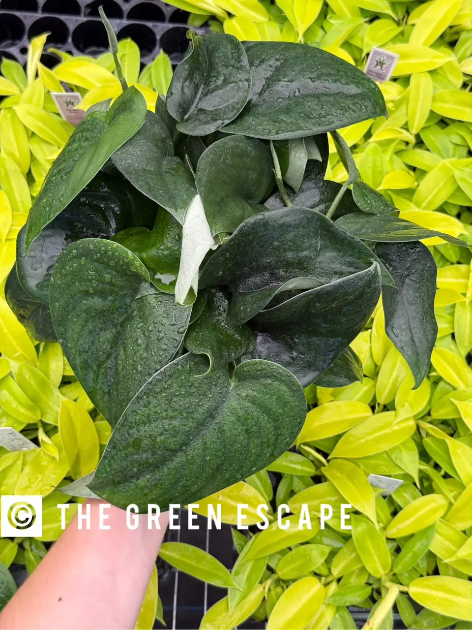 plant/Scindapsus Jade Satin 6” pot growers choice-0