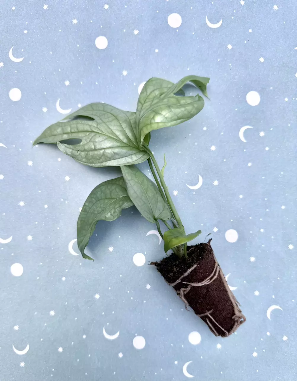 plant/Amydrium medium ‘Silver’-0