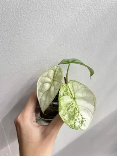 plant/Alocasia silver dragon albo-0-thumbnail