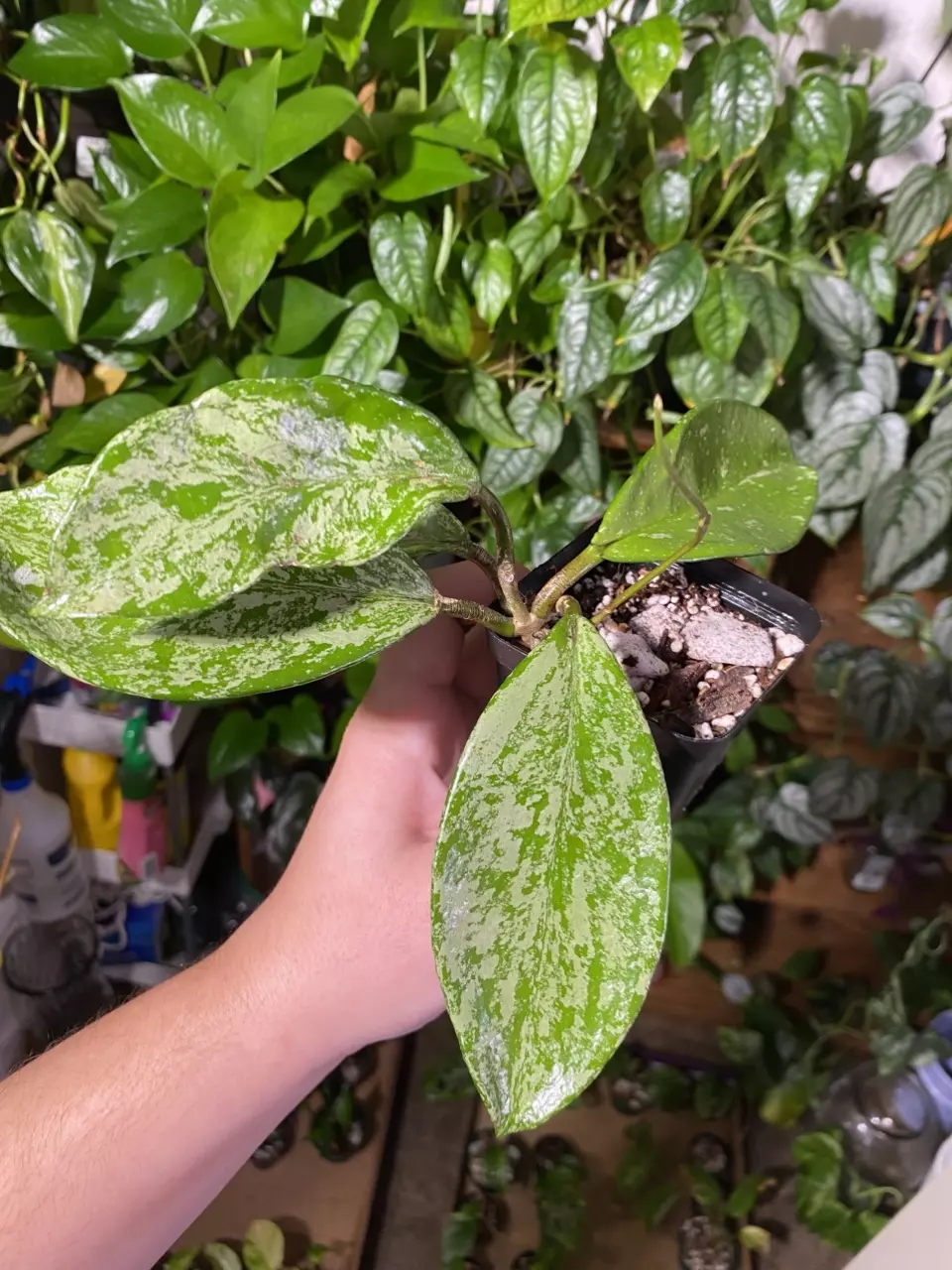 plant/Hoya Pubicalyx Splash-0