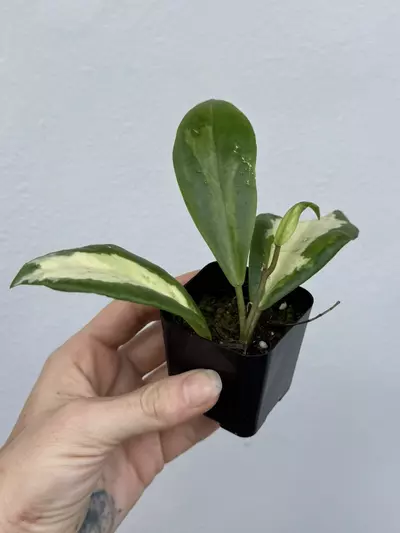 plant/Variegated Hoya Incrassata Moonshadow-1-thumbnail