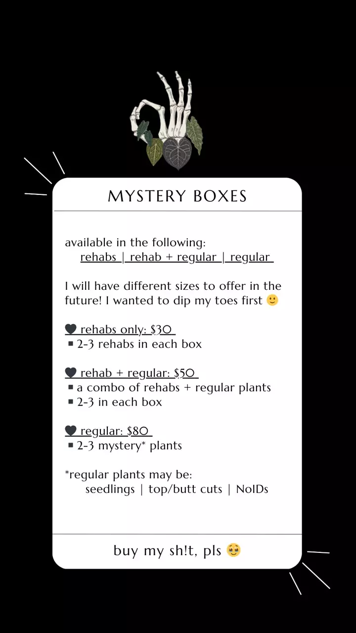 plant/ANTHURIUM MYSTERY BOX: REGULAR-1