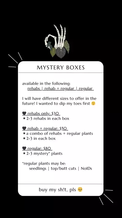 plant/ANTHURIUM MYSTERY BOX: REGULAR-1-thumbnail