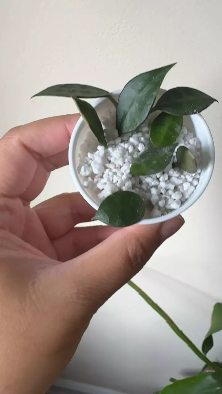 plant/Hoya Lacunosa Asami Clone 2-3