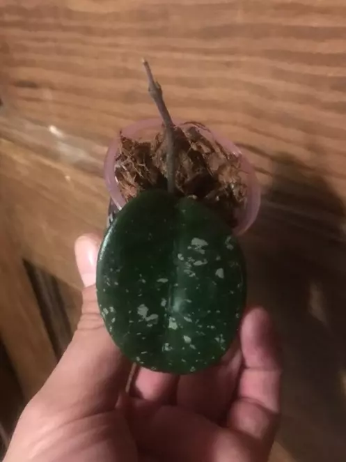 plant/Hoya SMS Brian top cutting rooted and rearing to go!!! Such a gorgeous sms cross-1