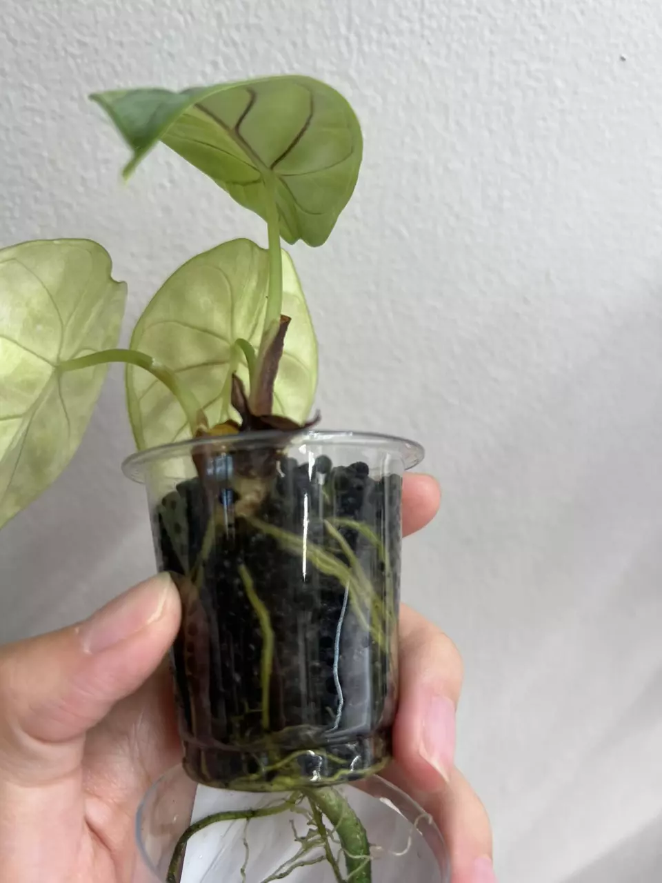 plant/Alocasia silver dragon albo-4