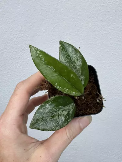 plant/Hoya Wilbur Graves China-2-thumbnail