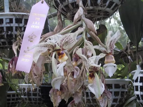 plant/#55 Stanhopea Assinenses-0