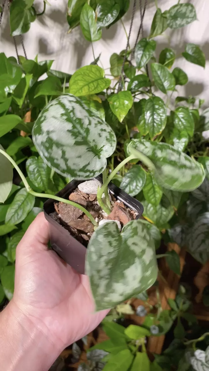 plant/Scindapsus Exotica-1