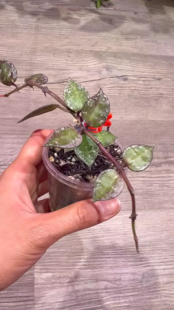 plant/Hoya Krohniana Super Silver Black-1