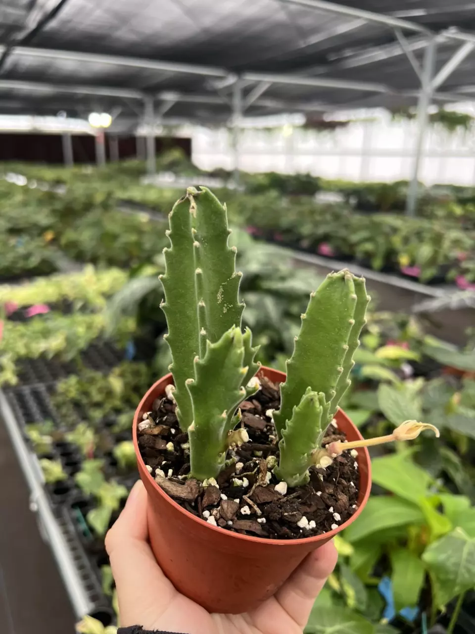 plant/Stapelia gigantea 4” pot growers choice-1