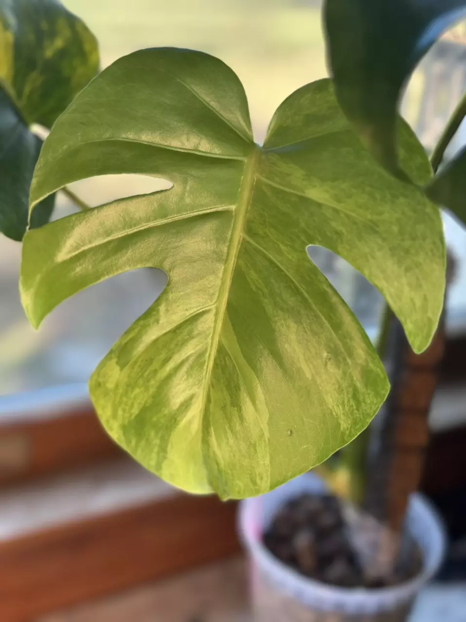 plant/Monstera Aurea Green on Green! 💚💚💚-0