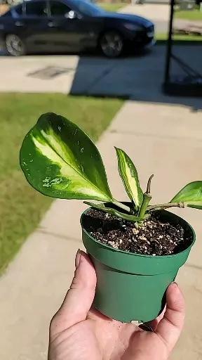 plant/Hoya obovata inner var splash-1