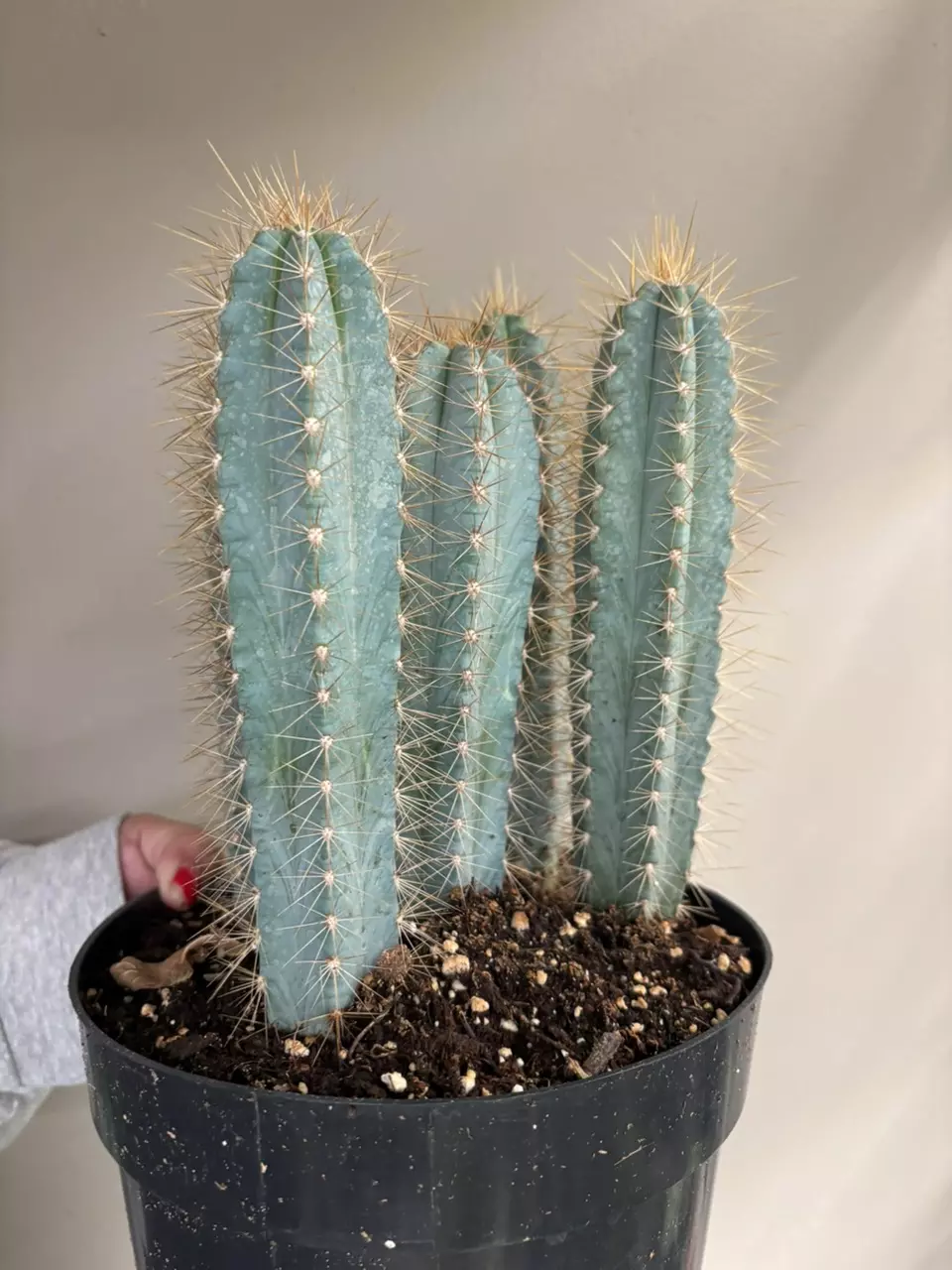 plant/Pilosocereus pachycladus (blue torch cactus)-1