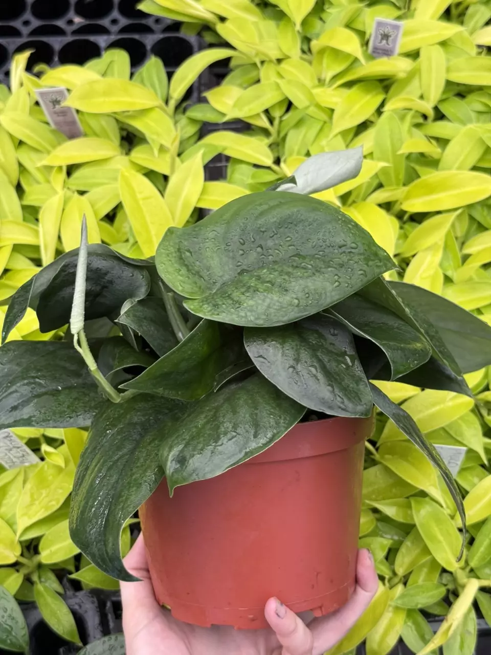 plant/Scindapsus Jade Satin 6” pot growers choice-4