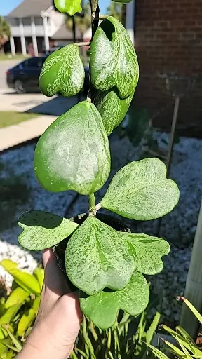 plant/Hoya kerrii splash-1