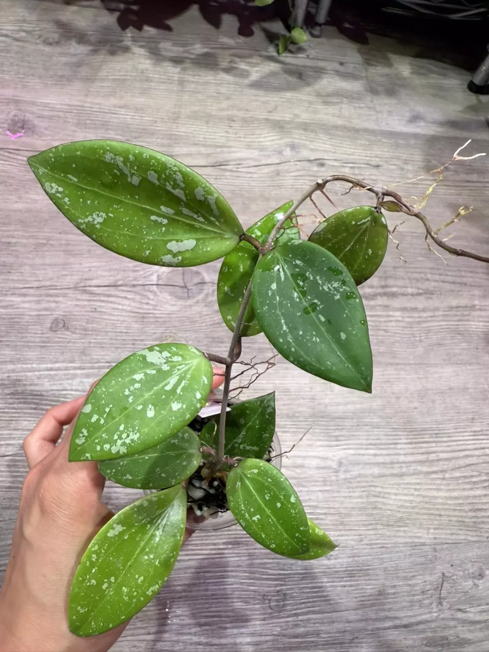 plant/Hoya Limoniaca-0