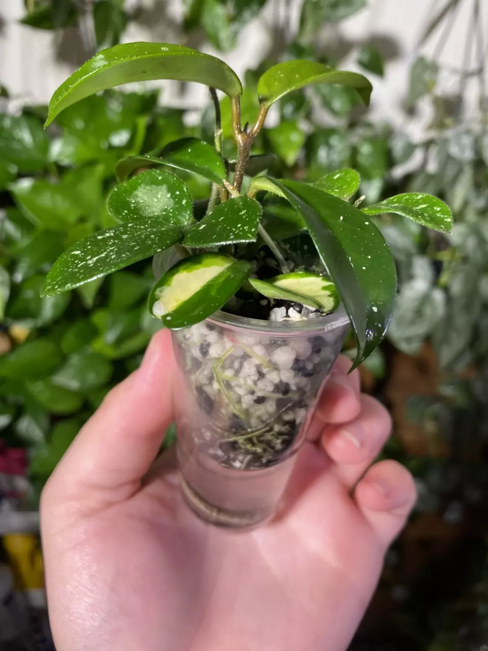 plant/Mixed Hoya Cuttings-1