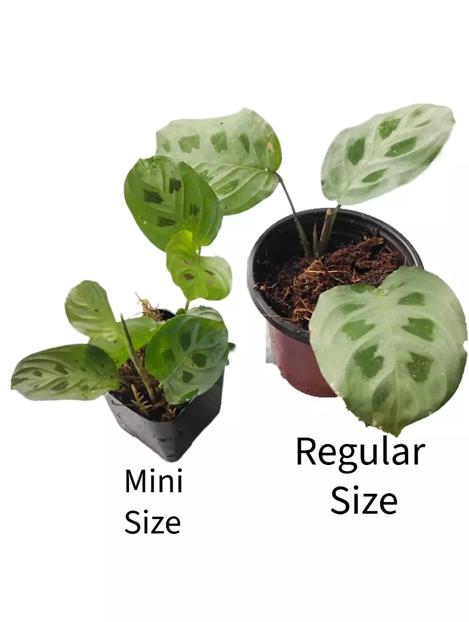 plant/Maranta sp. Repens?-2