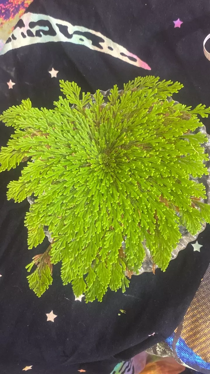 plant/Ressurection fern / rose of Jerico 7 1/2”  184-0