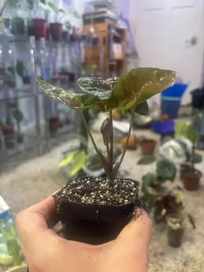 plant/Syngonium Merry Maria-1-thumbnail