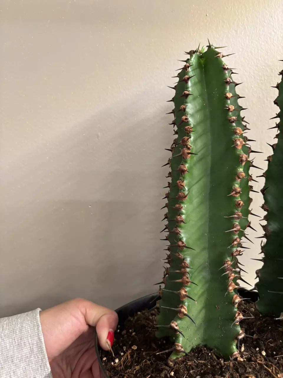 plant/euphorbia ingens chocolate drop-0