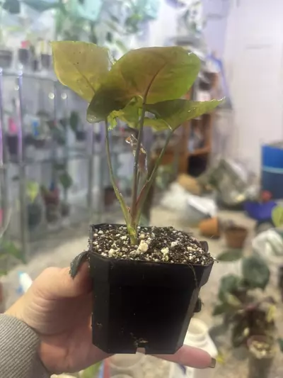 plant/Syngonium Merry Maria-2-thumbnail