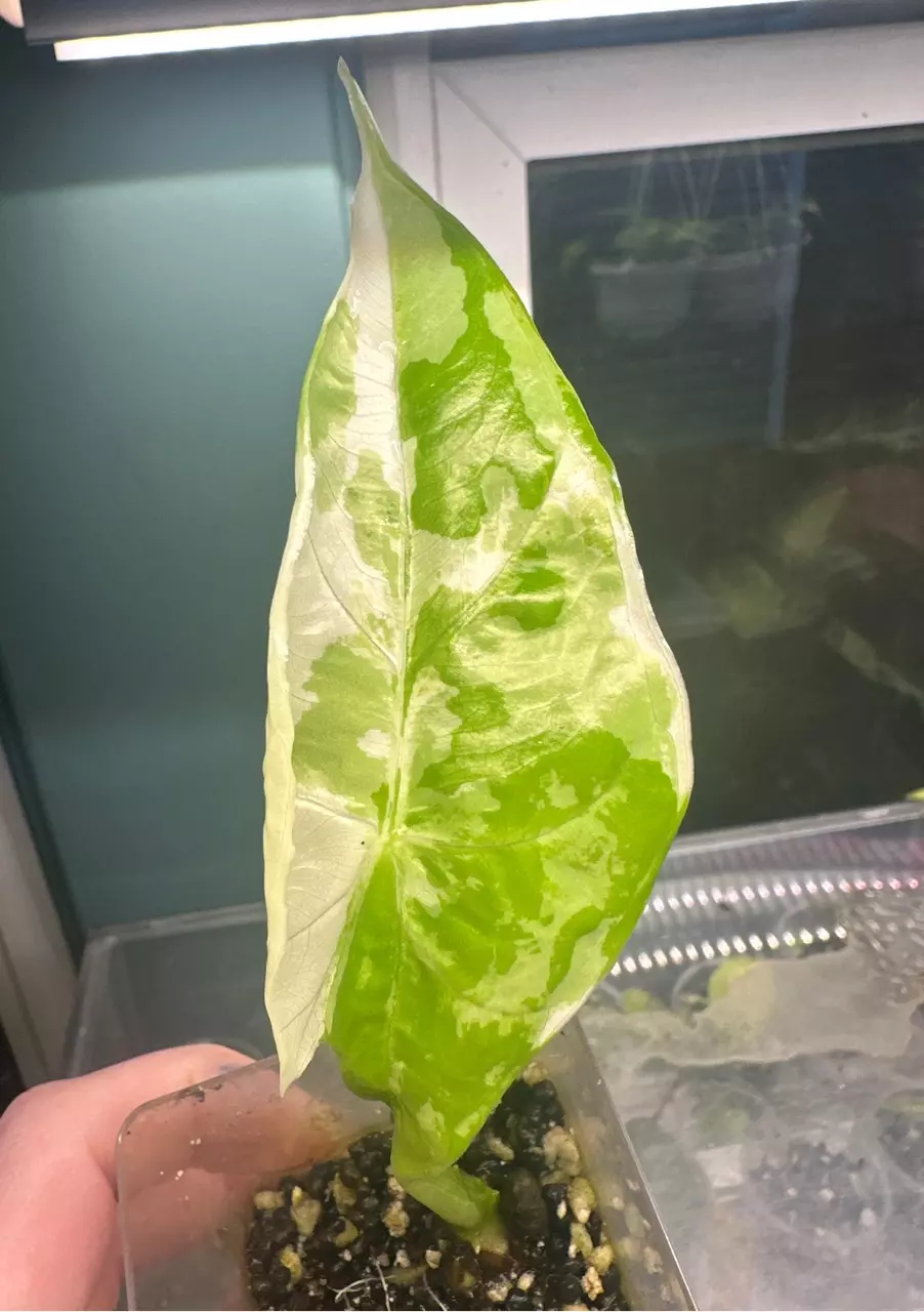 plant/Alocasia Acuminata Albo-0