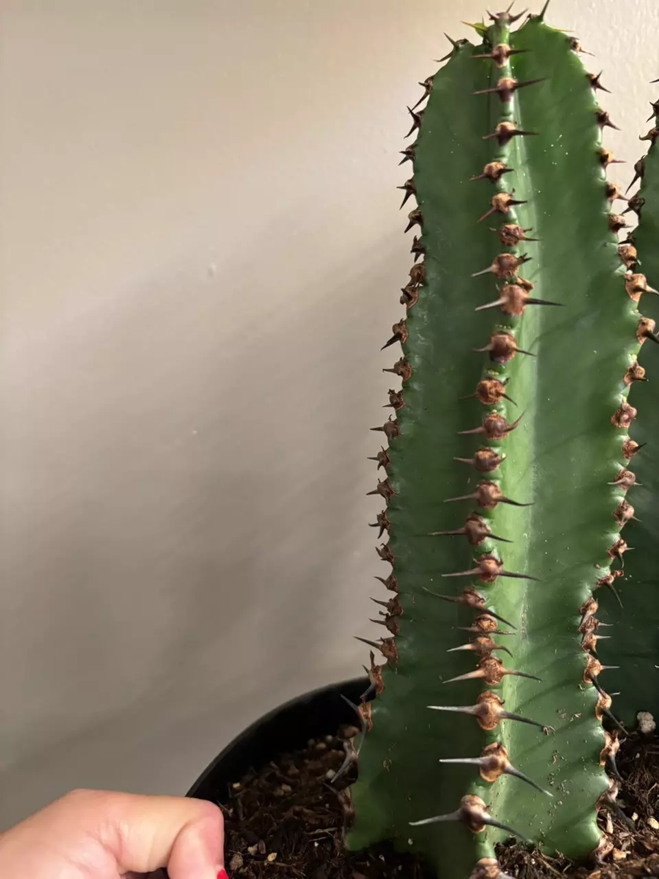 plant/euphorbia ingens chocolate drop-1