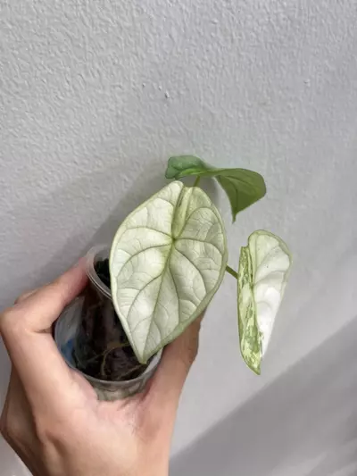 plant/Alocasia silver dragon albo-3-thumbnail