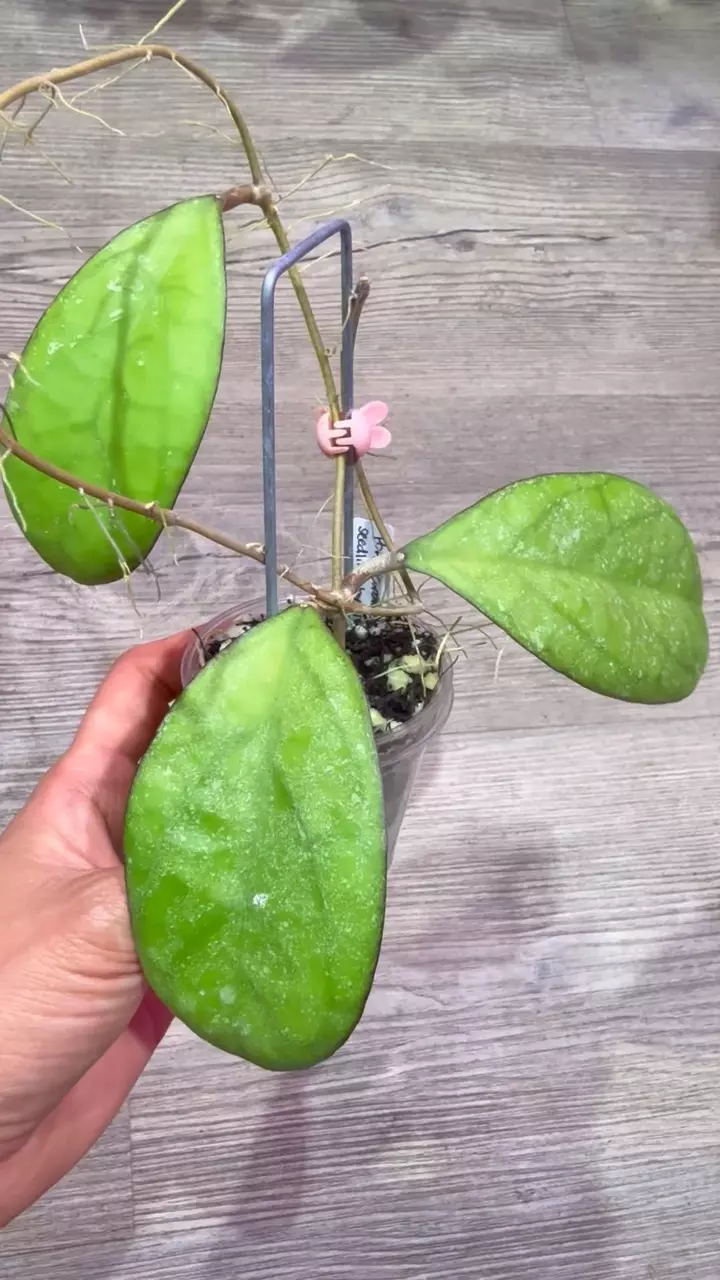 plant/Hoya Patcharawalai seedling by ice-1