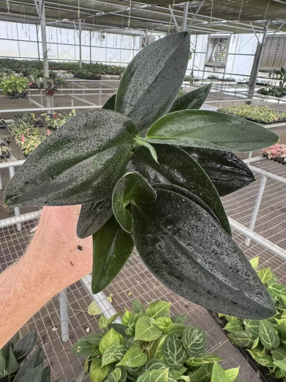 plant/Scindapsus treubii dark form 4” pot growers choice-0