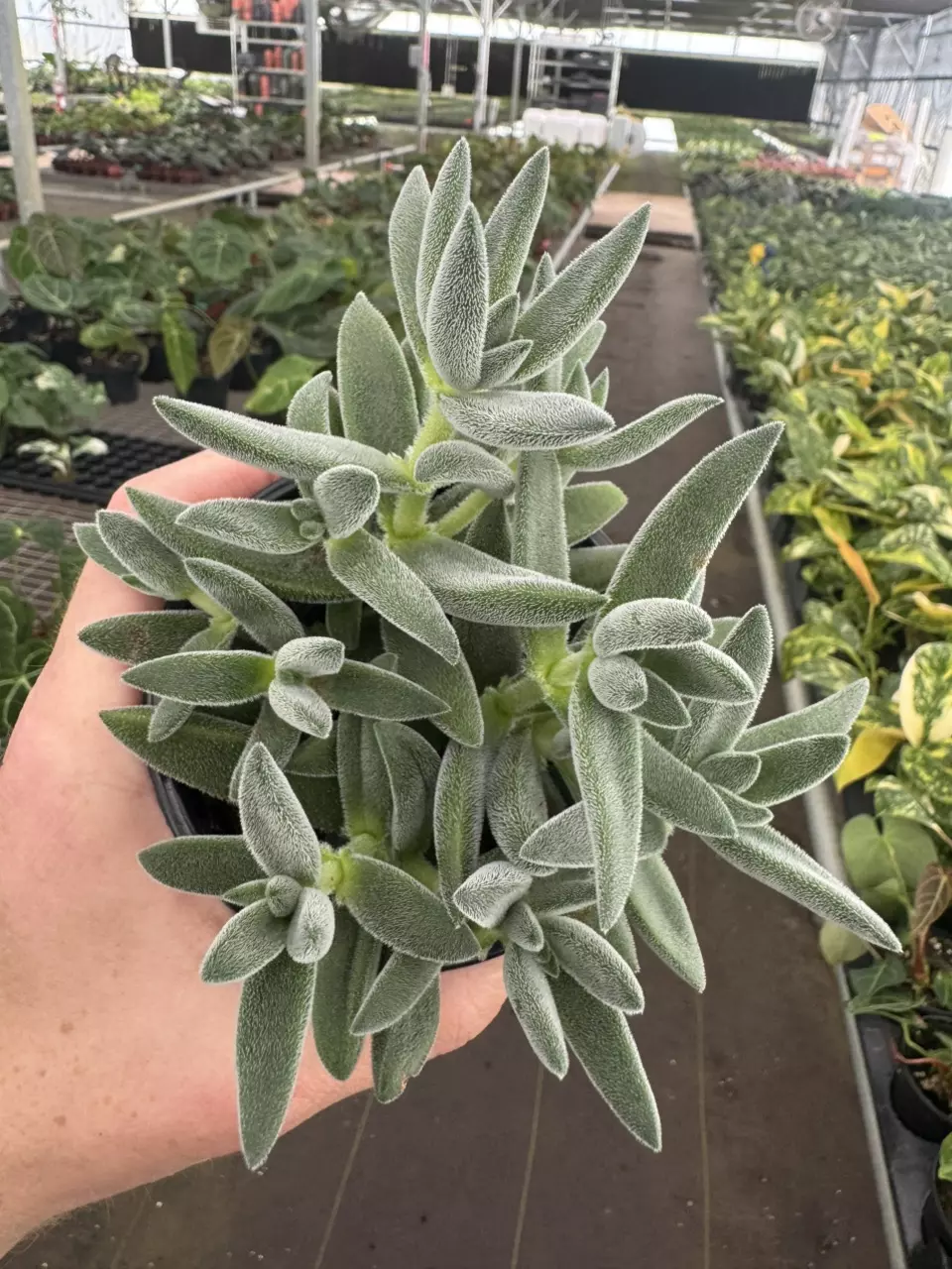 plant/Crassula tarantula 4” pot growers choice-0