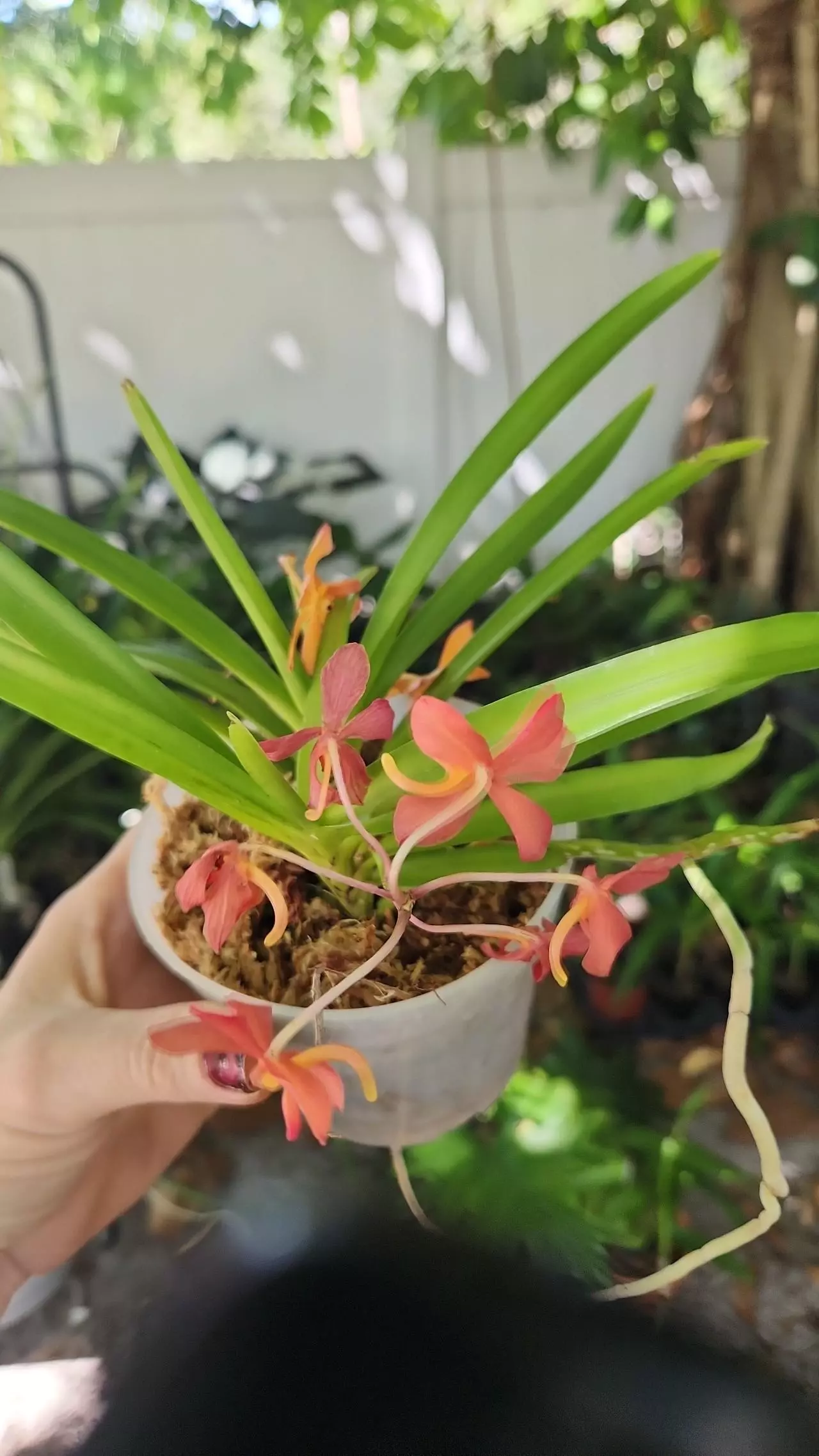 plant/Ascfenetia Peaches Vanda mini compact orchid blowing 2 plants in 1 pot-0