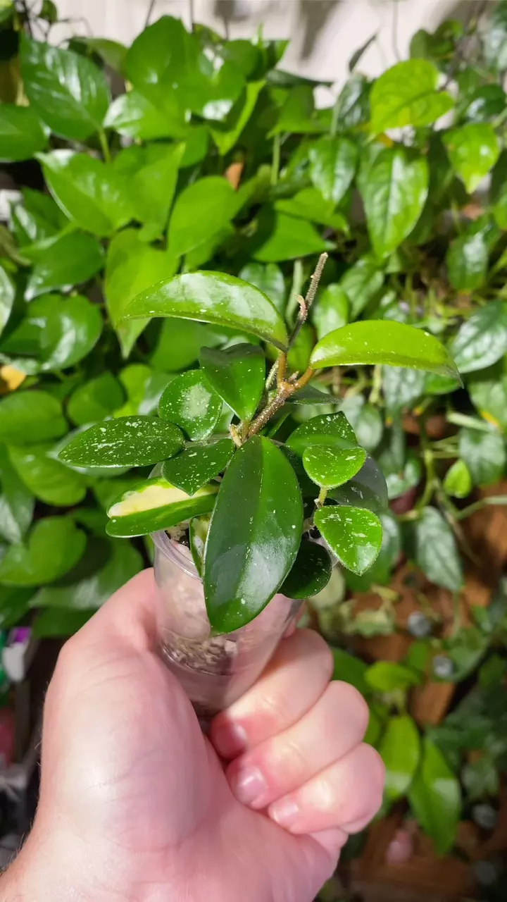 plant/Mixed Hoya Cuttings-3