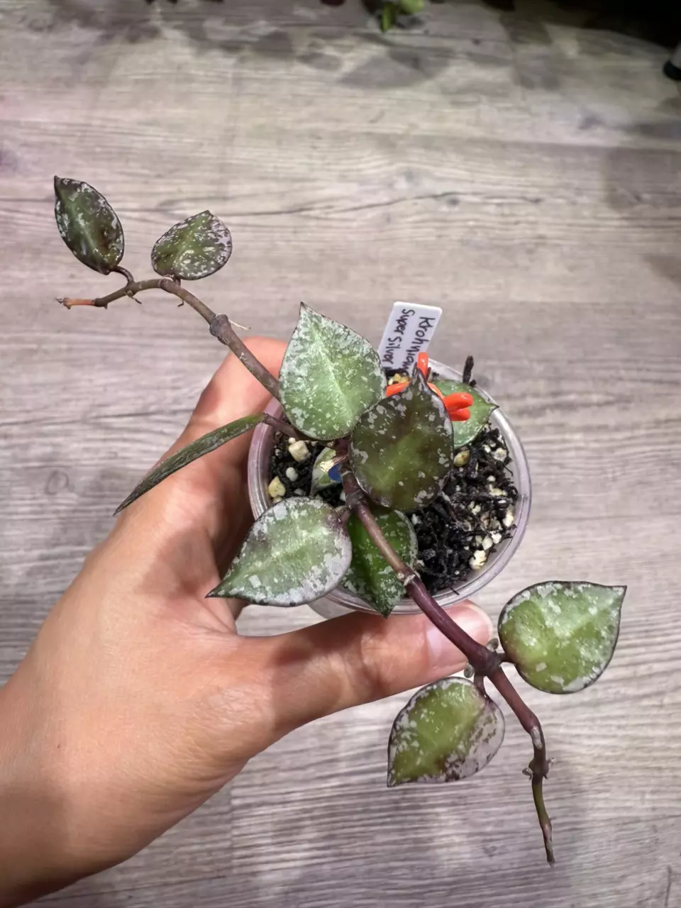 plant/Hoya Krohniana Super Silver Black-0