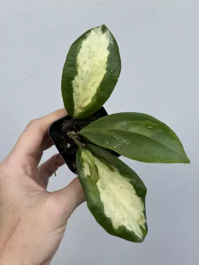 plant/Variegated Hoya Incrassata Moonshadow-2-thumbnail