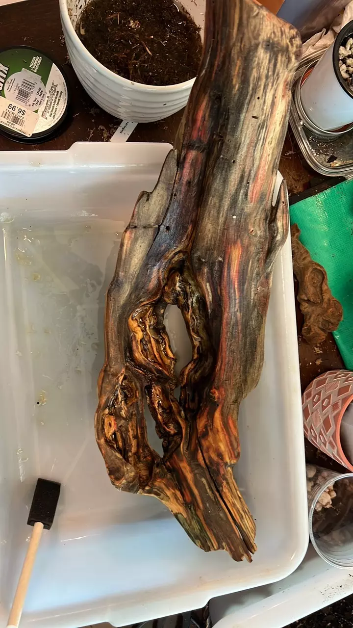 plant/Driftwood finishing service for plant mounts-0