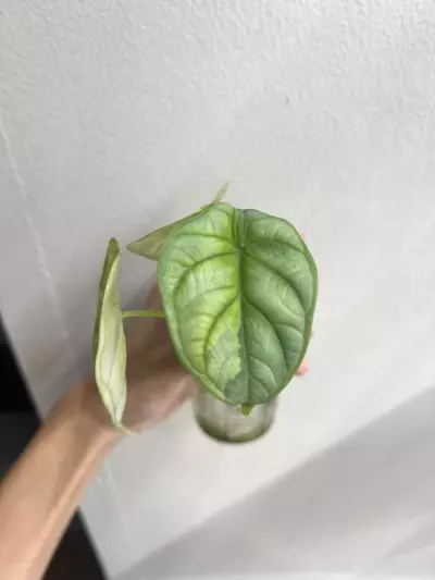 plant/Alocasia silver dragon albo-1-thumbnail