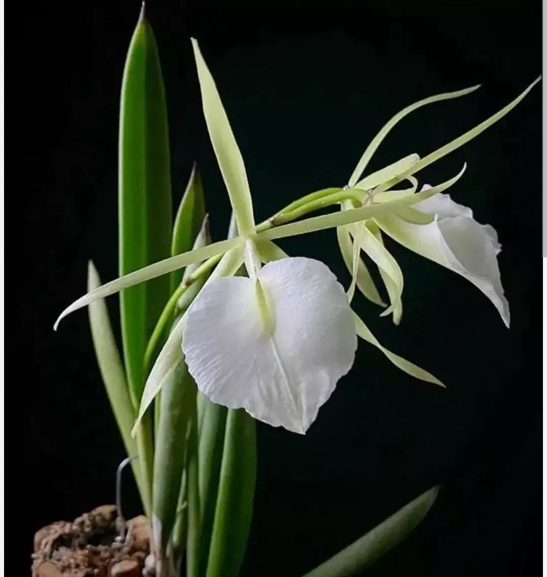 plant/Brassavola lady of the night Orchid Blooming in spike B. Nodosa-0