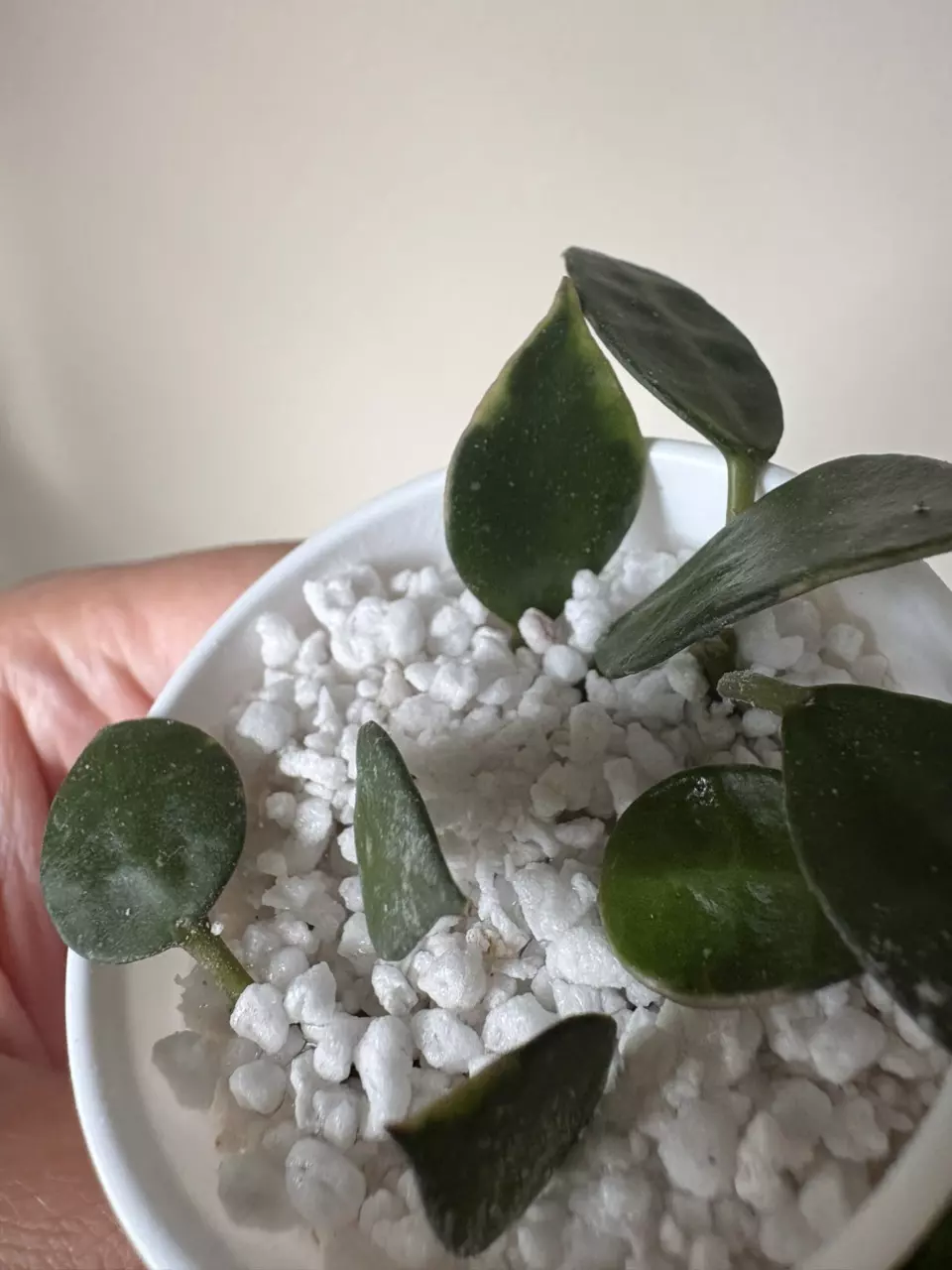 plant/Hoya Lacunosa Asami Clone 2-1