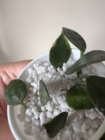 plant/Hoya Lacunosa Asami Clone 2-1-thumbnail