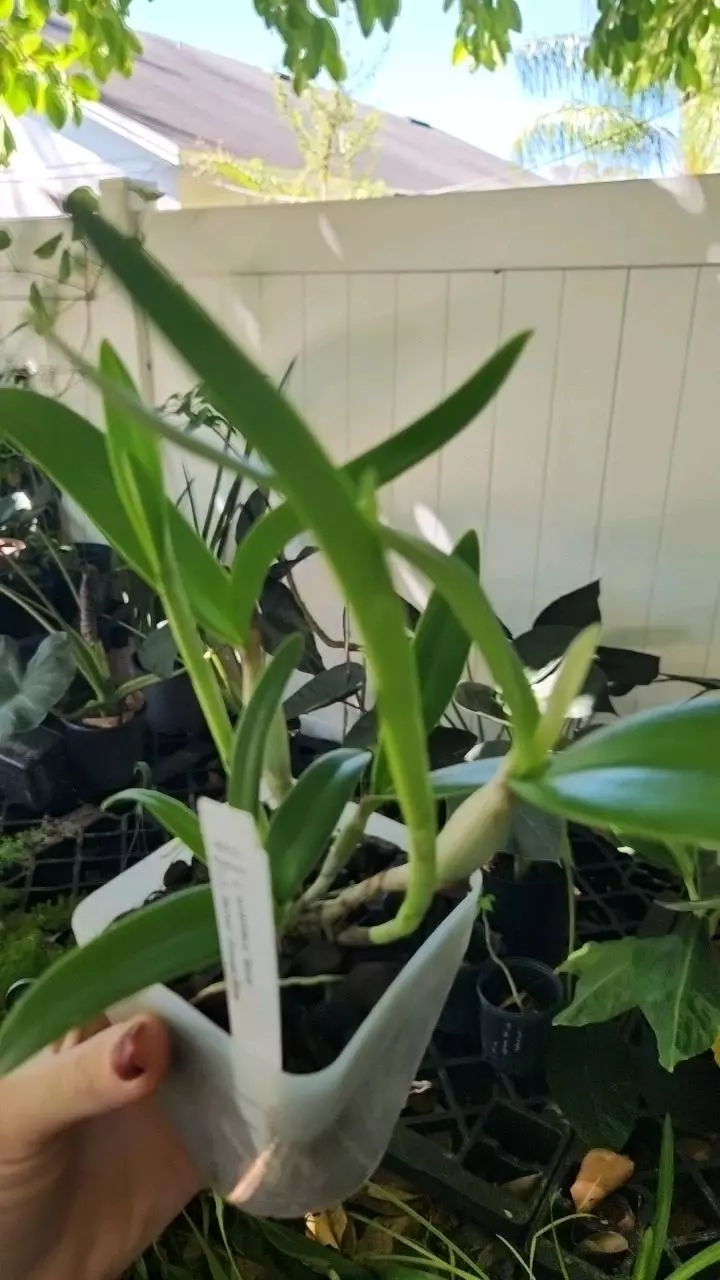 plant/Cattleya Aurantiaca spots x cattleya harmill orange glow Blooming size-1