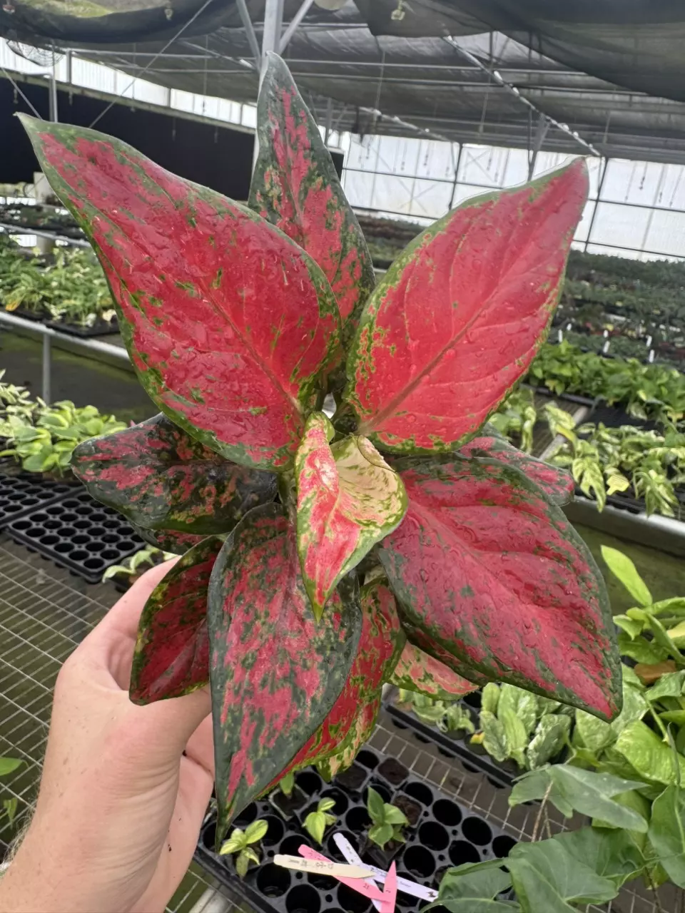 plant/Aglaonema black maroon 4” pot growers choice-1